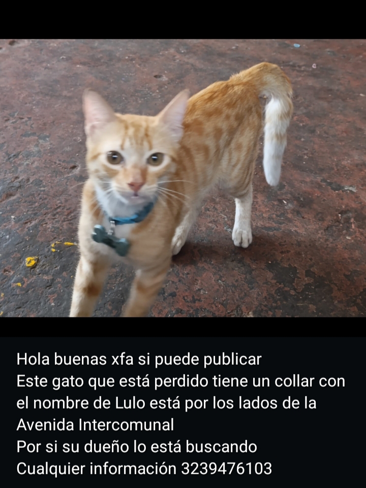 Mascota Perdida